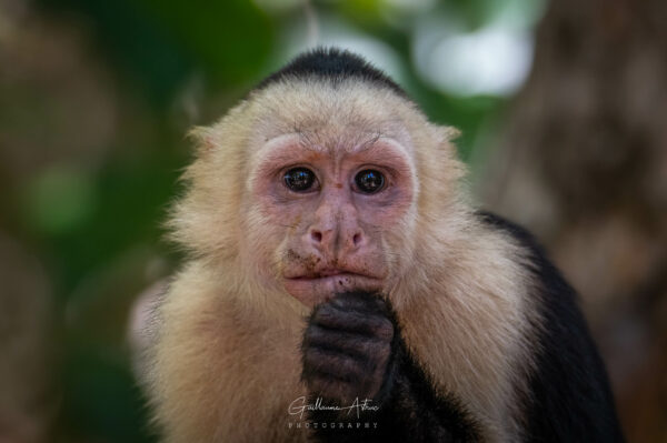 Le regard expressif d’un singe capucin