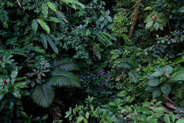 Un tapis de végétation tropicale