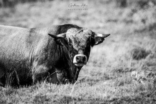 Le roi de l’Aubrac