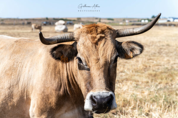 La vache Aubrac et son maquillage naturel