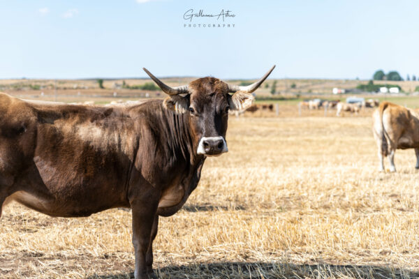 Portrait local d’Aubrac