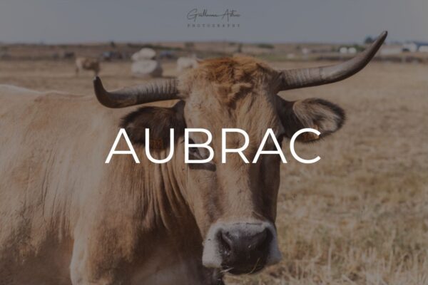 Aubrac