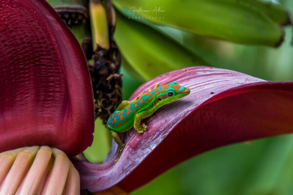 Un gecko sur une feuille de bananier