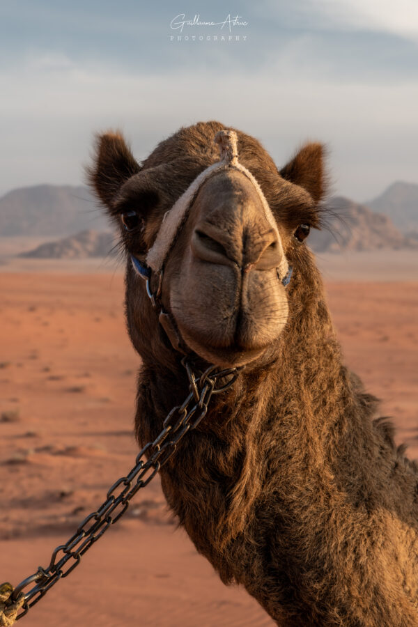 Le dromadaire : cheval du désert