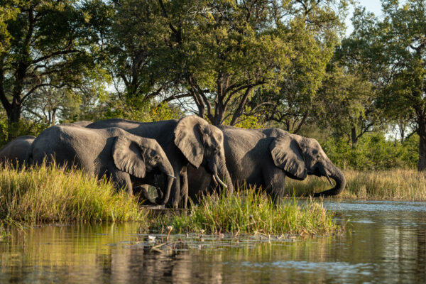 L’Okavango : paradis des éléphants