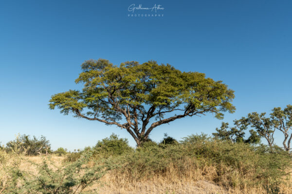 L’emblématique arbre parapluie d’Afrique