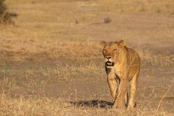 La reine de la savane