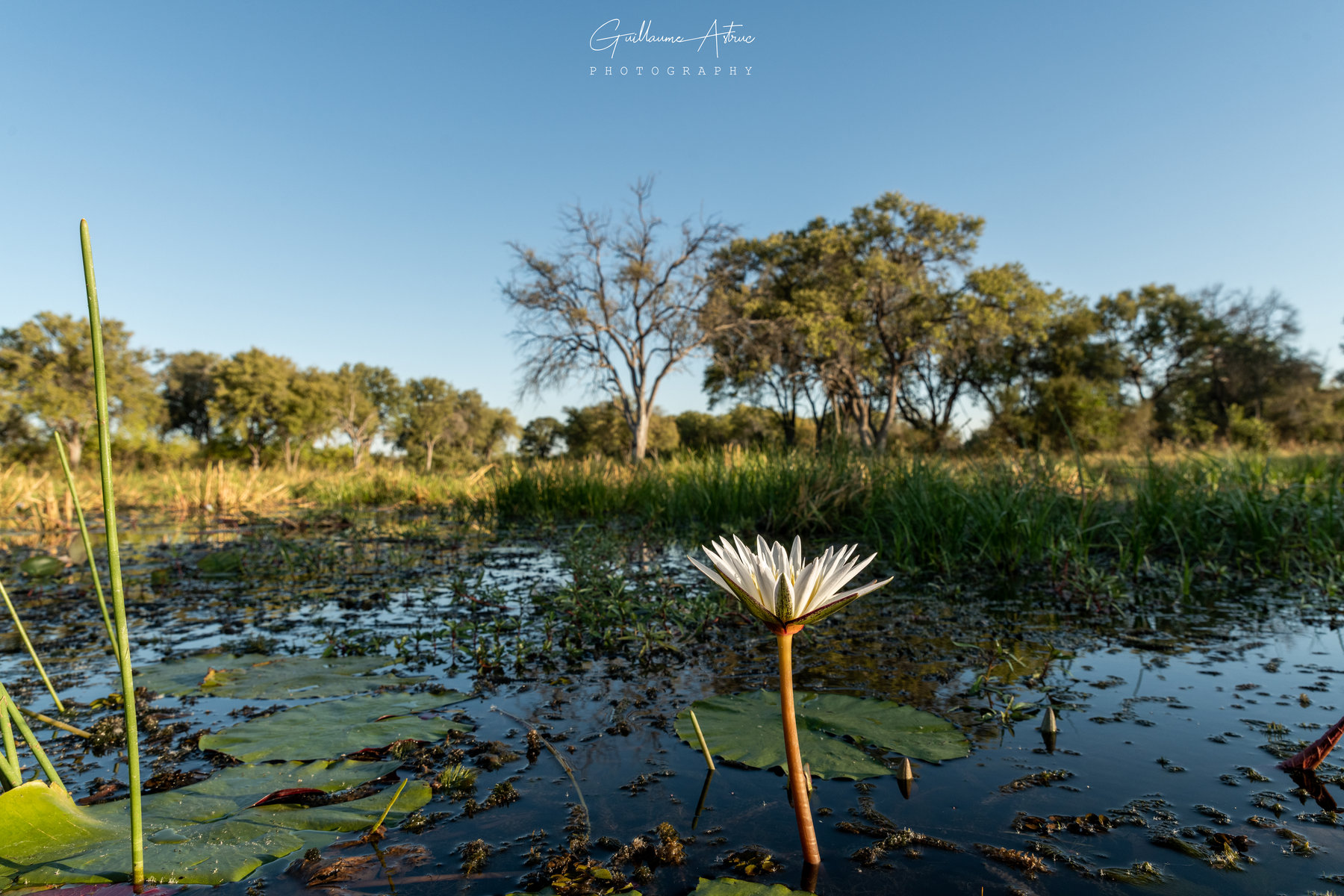 Le delta de l’Okavango : Merveille Africaine