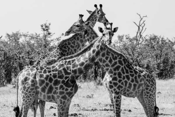 Croisement de girafes