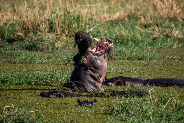 Un hippo qui a de la gueule