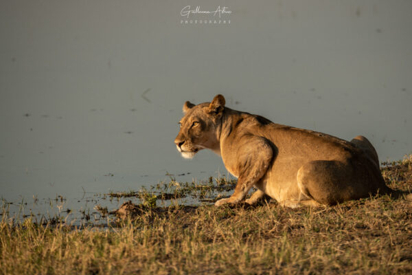 Regard lointain