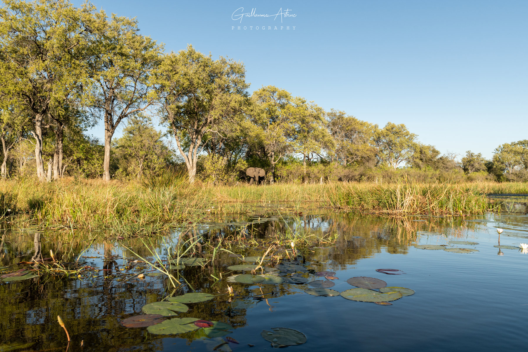 Reflets de l’Okavango