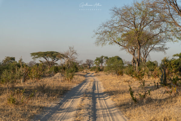 Sur les routes de Savuti