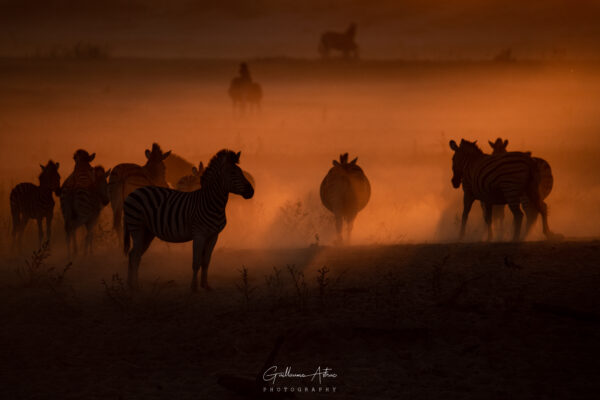 Ombres zèbrées