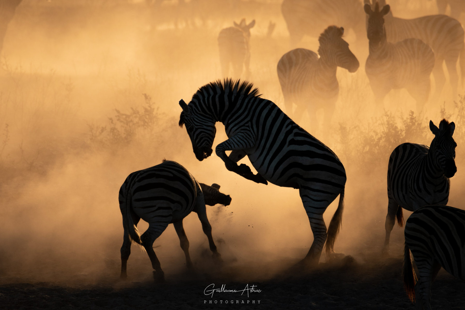 zebre-makgadikgadi-botswana-afrique