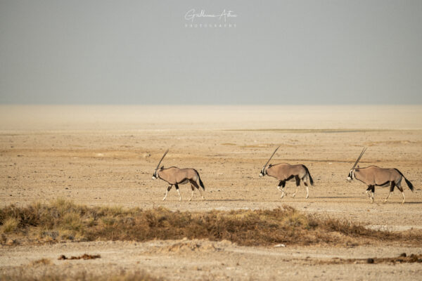L’Oryx : animal emblématique de Namibie