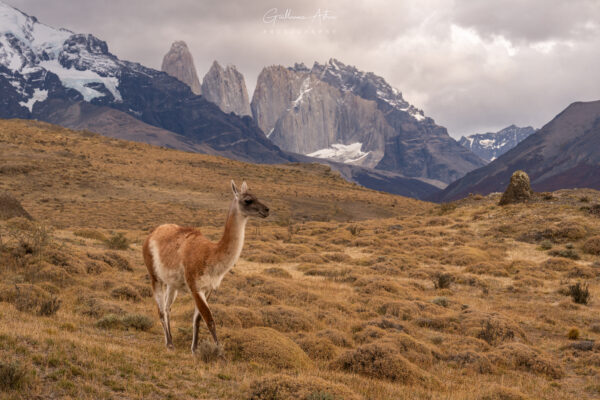 Le guanaco, animal emblématique des Andes