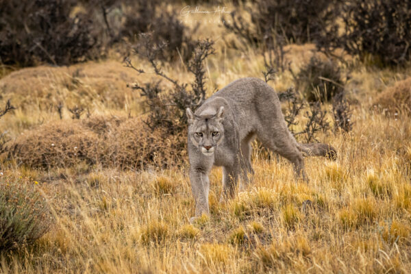 Sur les traces du puma