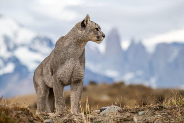 La reine de Torres del Paine