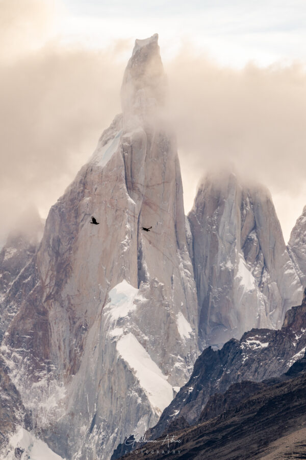 Condor des Andes