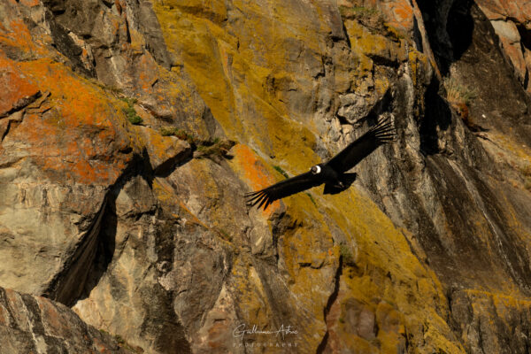 Le condor, Roi des Andes