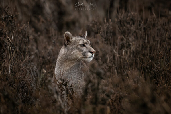 A l’affût des guanacos