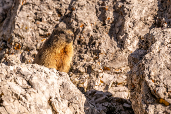 Une marmotte bien peu timide