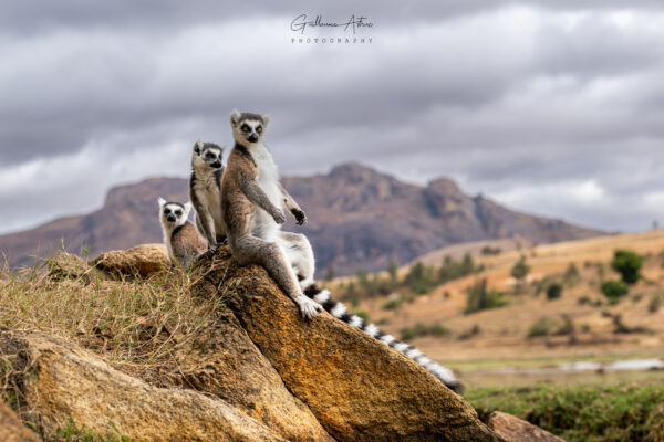Les sentinelles de Madagascar