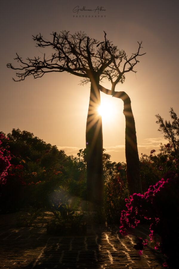 Quand la nature s’embrasse