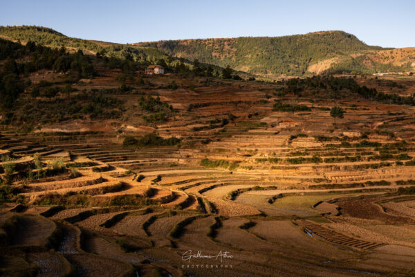 Lumières dorées sur les rizières malgaches