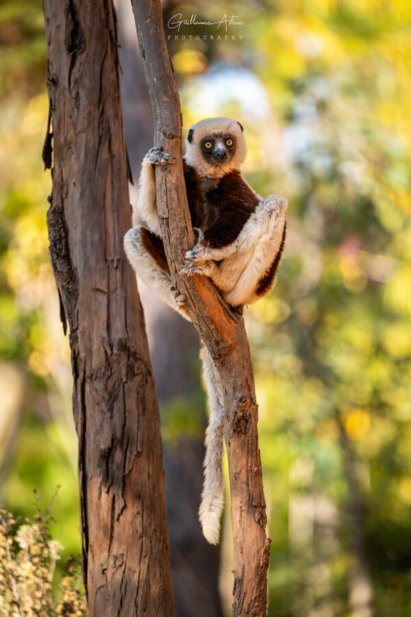 Équilibre et élégance du Sifaka