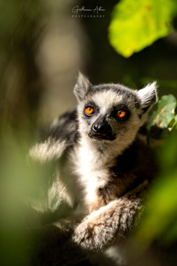Le regard flamboyant du Maki Catta