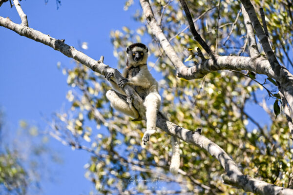 Un Sifaka de Verreaux au repos dans la canopée