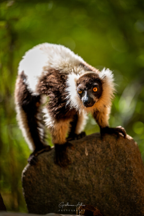 Les yeux d’or de Madagascar