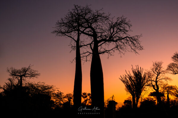 Magie dorée d’un soir à Madagascar
