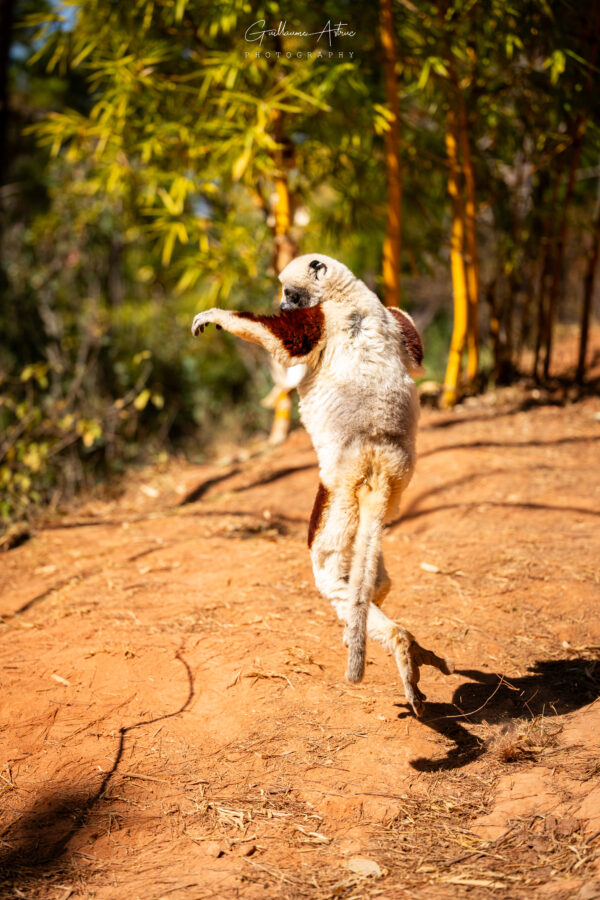 La danse du sifaka