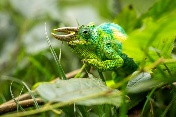 Le caméléon de Rwenzori