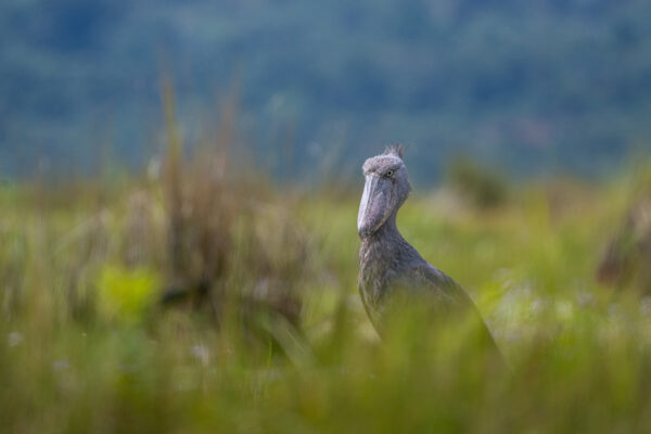 Regard préhistorique