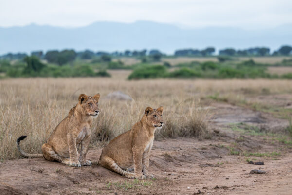 A l’école de la savane