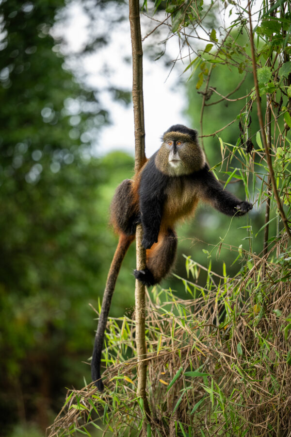 Un singe doré bien équilibré