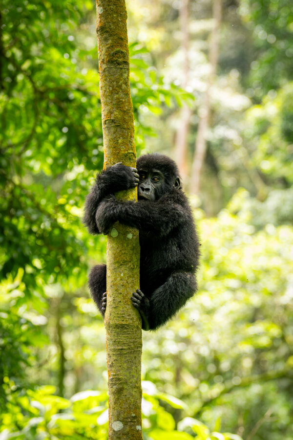 L’école de la forêt