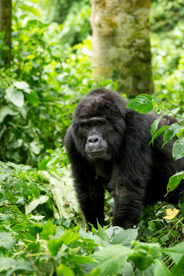 Nyampundu : Mémoire vivante de Bwindi