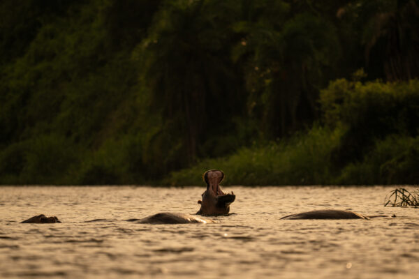 Le souffle de Kazinga
