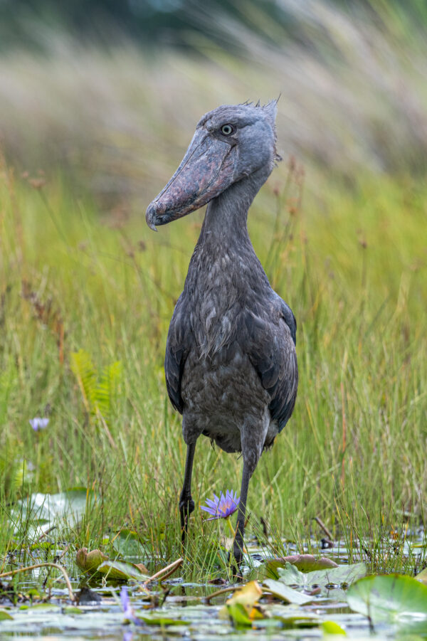 Préhistoire vivante