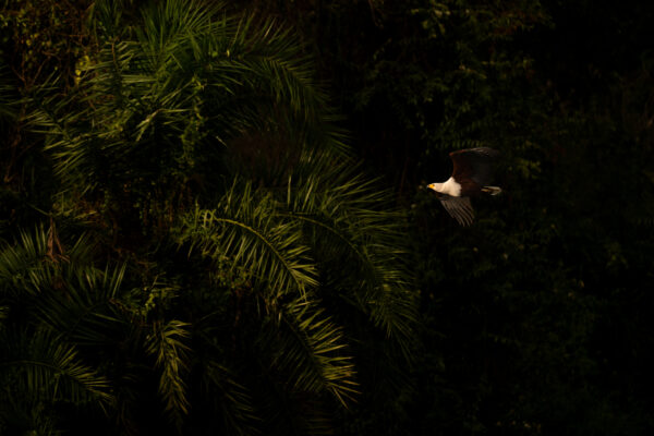 Dans la lumière de Kazinga