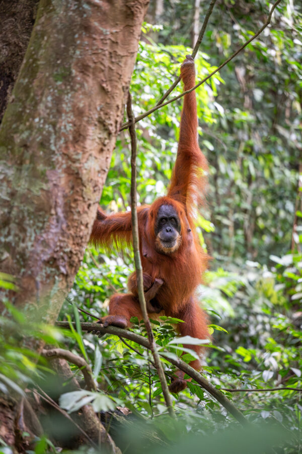 L’âme de Sumatra