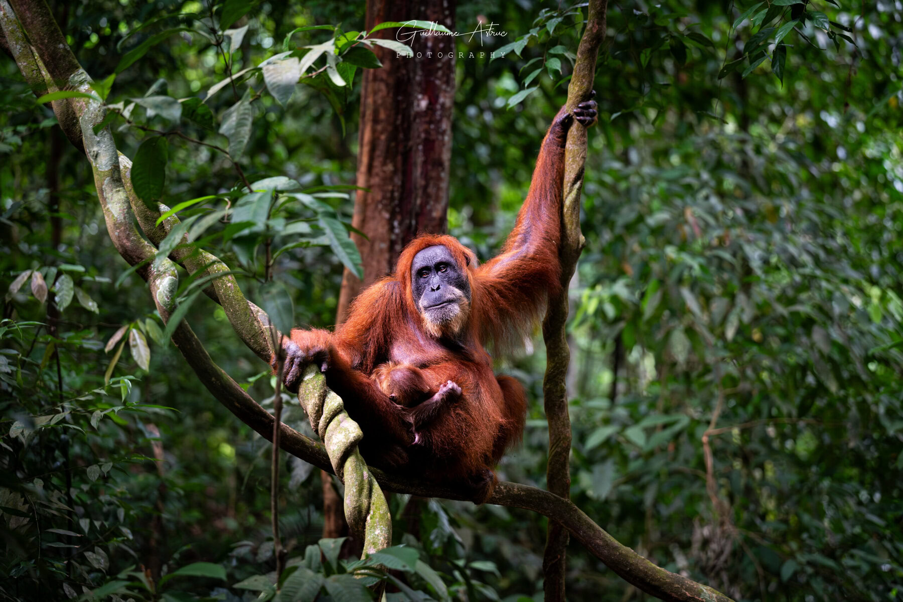 orang-outan-sumatra-indonesie