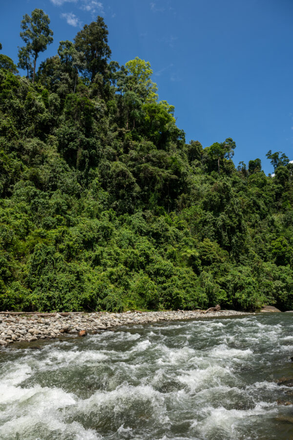 Le souffle de la jungle