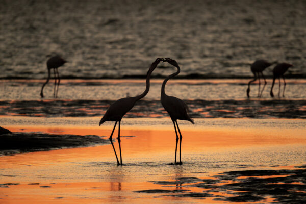 Silhouettes dorées