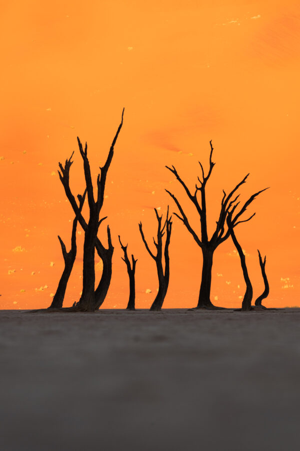 Les survivants du sable